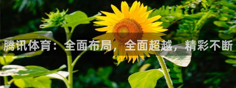 斗球直播(免费)