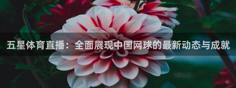 斗球直播在线